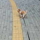 업독라이프 이미지