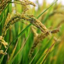 도담건강식품 이미지