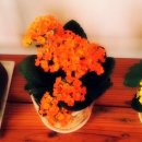 박사보건진료소 이미지