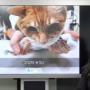 하나로동물병원 - 서구 상무중앙로 101 | 하나로동물병원