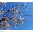 살구꽃공원 이미지