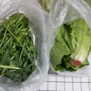 홈카페브런치 | 샐러드채소 찾다가 발견한 허씨네농수산 온파머스 통로메인 와일드루꼴라 브런치 후기