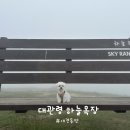 대관령 하늘 땅 펜션 | 평창 강아지랑 가볼 만한 곳, 애견동반 여행지 대관령 하늘목장 방문 후기(주차장, 입장료, 입장권 할인)