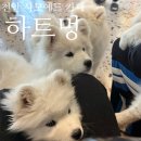 하트애견 | 천안이색카페 청당동 사모예드 애견카페 하트멍 후기