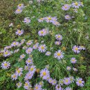 쑥부쟁이 이미지