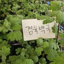대국 모본 새순 발생상태 26.4.5.일. 이미지