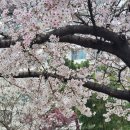 중앙시장(벚꽃상가방면) | 부산 벚꽃 명소 남천삼익비치 실시간 개화 상황과 광안리 주차정보