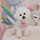 플러스 애견미용실 이미지