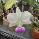 Cattleya walkeriana perola ' marine Rouge # 10' 이미지