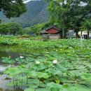 밀양아리나관광안내소 | 경남 밀양 가볼 만한 곳, 밀양 연꽃단지 다녀왔습니다.