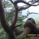[스크랩] 중원산 자연(6.21)