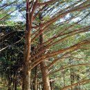 나무숲소 이미지