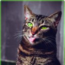 큰사랑동물병원 이미지