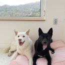 숲속 민박 이미지