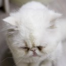 아지야 놀자 이미지