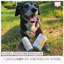 강아지 소화불량 췌장염, 소화효소로 케어하는 모두 슈퍼다이제스티브 프리미엄 후기