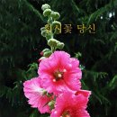 접시꽃 앞에서 / 정심 김덕성 이미지