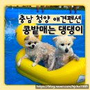 콩밭매는댕댕이 | 충남 청양 애견펜션 콩밭매는댕댕이 수영장 포토존 A-1