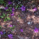 도마령(영) 이미지