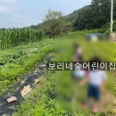 보리네숲어린이집 네이버블로그