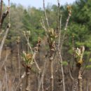 동양평농원 이미지