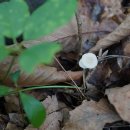 하얀선녀버섯Marasmiellus candidus (Bolton) Singer 1948 이미지