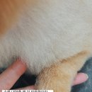 후즈독 이미지