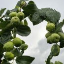 두루봉농원 이미지