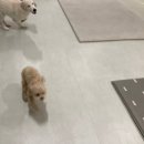 치즈 애견유치원&애견호텔 이미지