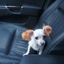 웰니스 펫 미용실 이미지