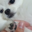 최우식동물병원 이미지