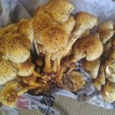 광원민박 이미지