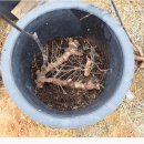 덩쿨농장 이미지