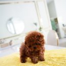 로즈향기 이미지