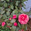 가마솥순대국밥당진시곡점 이미지