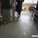 여시발바닥 이미지