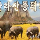 한라산똥돼지 이미지