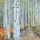 소나무숲 이미지