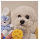 부산애견 이미지