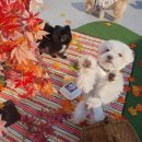 올바른 반려견 보호자 교육 이미지