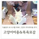 묘감 | 가을맞이 새 식구를 위해! 청주 고양이 무마취미용 고양이미용 목욕묘감 후기