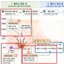 코네이스