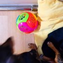 도그팡팡 이미지