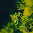 나무의꿈 이미지