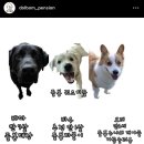 애견펜션 돌봄 이미지