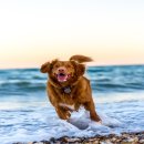 유어펫그루밍 이미지