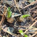 새봄농장(3) 이미지