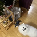 하기마켓 | [상하이 레이오버] 춘절 중국 방문 후기, 야경 보고 치이카와 마켓 찍먹하기