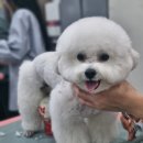 희망애견샵 이미지