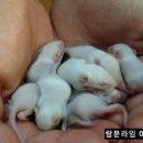 핑키